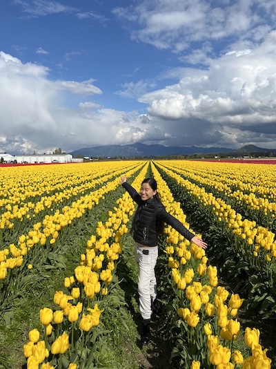 Rows of tulips